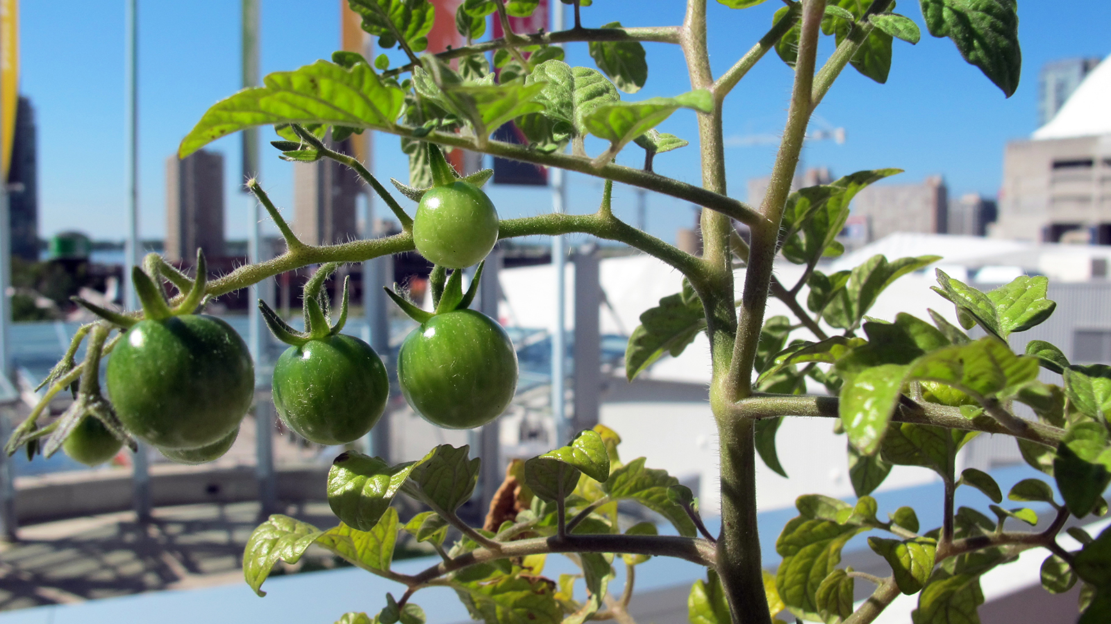 green tomatoes on a vine