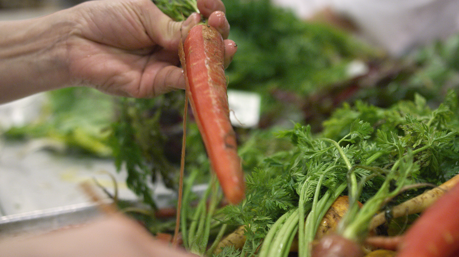 chefs_garden_MTCC Difference_carrots0